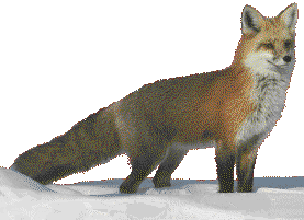 Fox (13157 bytes)