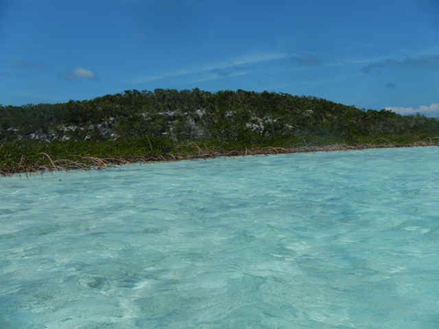 Concep_mangrove.jpg (86324 bytes)