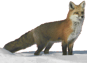 fox11.gif (13157 bytes)